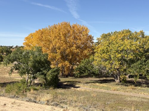 autumn-trees